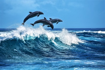 On his way Dolphins 350x233