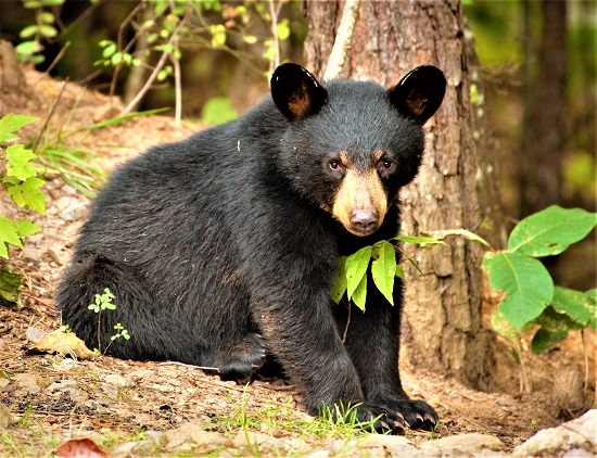 The Joy of Teddy&nbsp;Bears